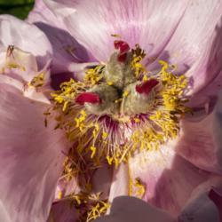 Location: Peony Garden at Nichols Arboretum, Ann Arbor, Michigan
Date: 2020-05-29
An aging bloom shows pale green fuzzy carpels with red stigmas.  
