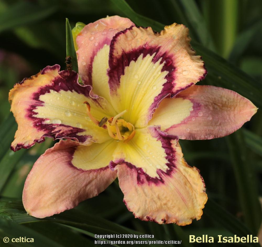 Photo of Daylily (Hemerocallis 'Bella Isabella') uploaded by celtica