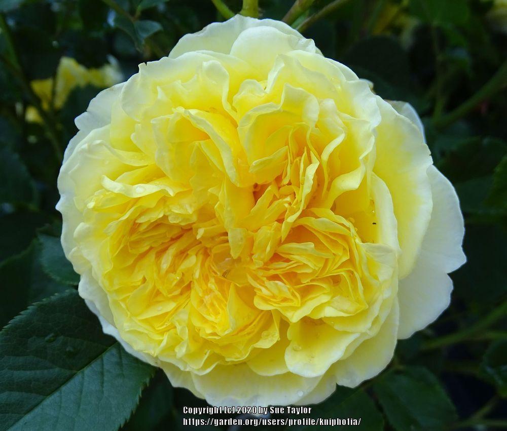 Photo of Rose (Rosa 'The Pilgrim') uploaded by kniphofia