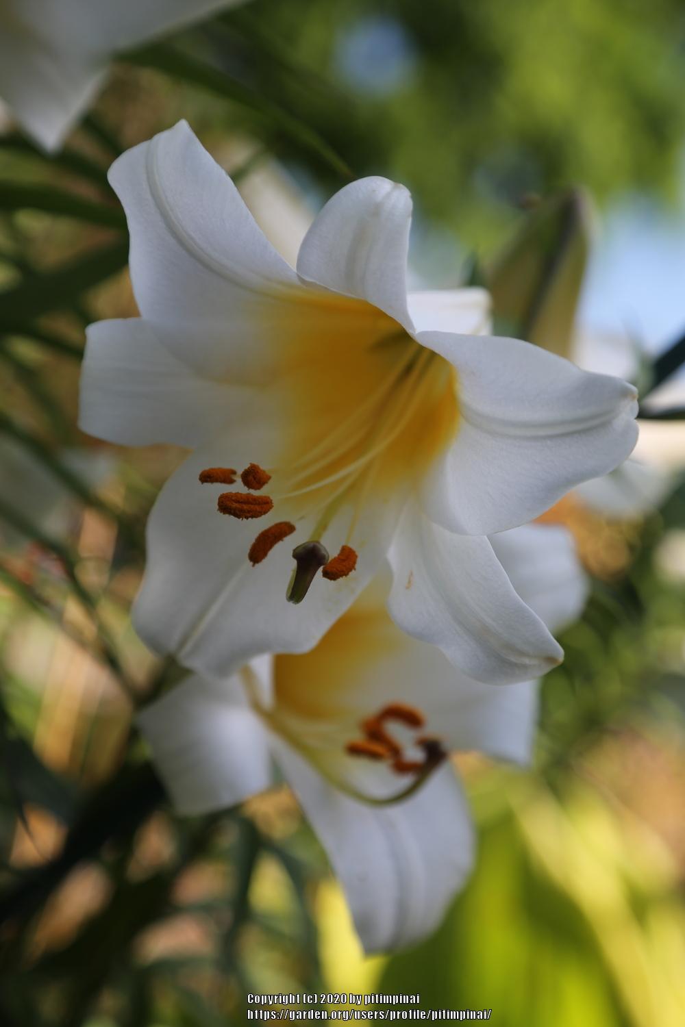 Photo of Lilies (Lilium) uploaded by pitimpinai
