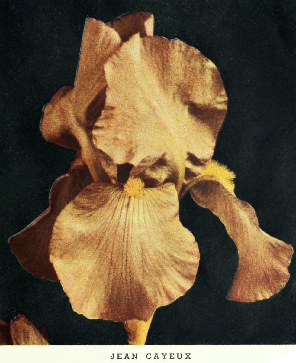 Photo of Tall Bearded Iris (Iris 'Jean Cayeux') uploaded by scvirginia