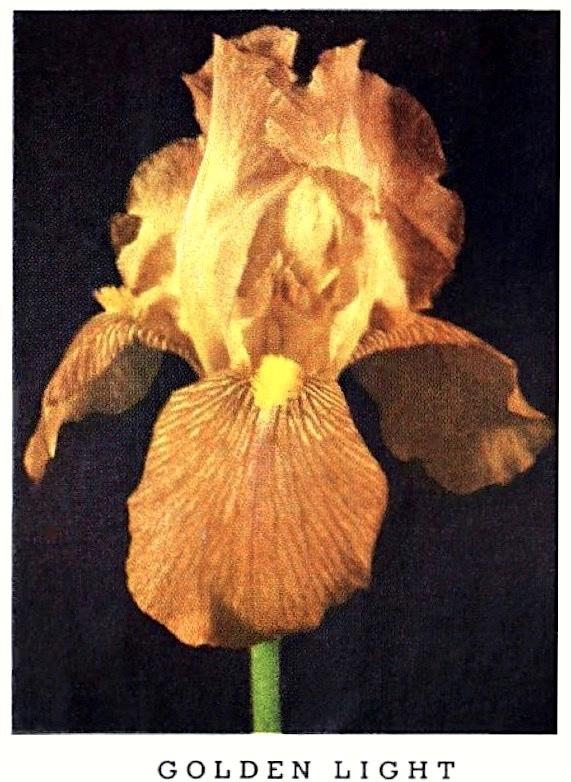 Photo of Tall Bearded Iris (Iris 'Golden Light') uploaded by scvirginia