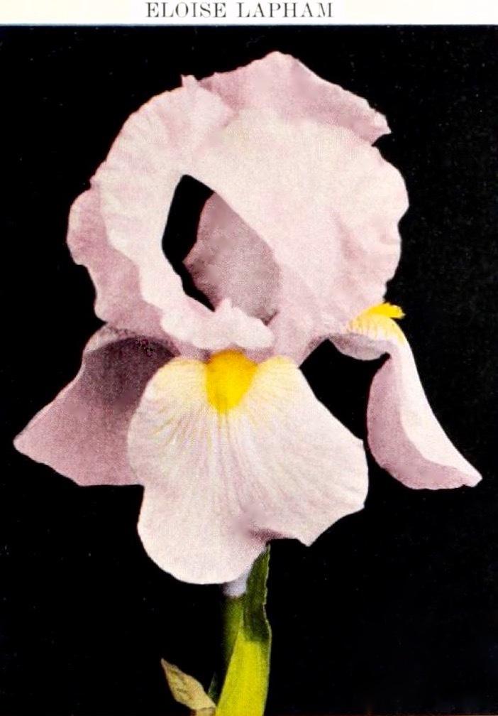 Photo of Tall Bearded Iris (Iris 'Eloise Lapham') uploaded by scvirginia
