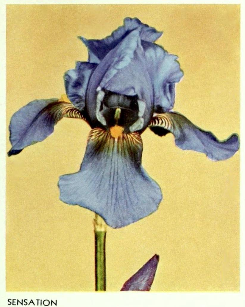 Photo of Tall Bearded Iris (Iris 'Sensation') uploaded by scvirginia
