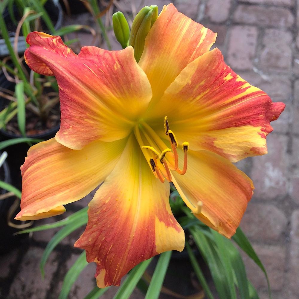 Photo of Daylily (Hemerocallis 'Explosion in the Paint Factory') uploaded by Betja