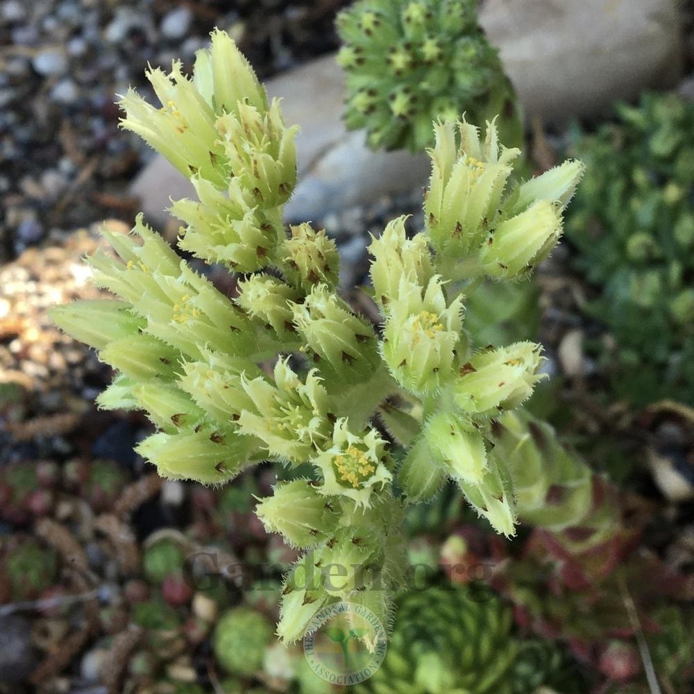 Photo of Rollers (Sempervivum globiferum subsp. hirtum 'Histoni') uploaded by BlueOddish