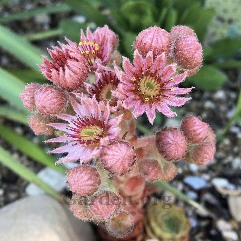 Photo of Hen and Chicks (Sempervivum 'Old Copper') uploaded by BlueOddish