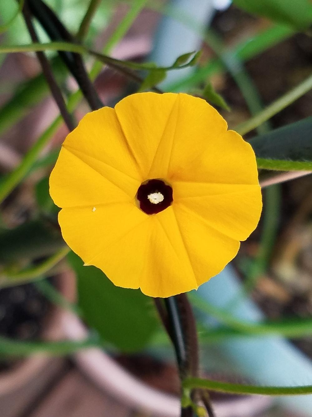 Photo of Morning Glory (Ipomoea obscura 'Ethiopia') uploaded by Gerris2