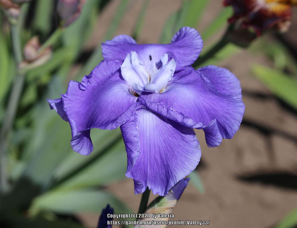Photo of Tall Bearded Iris (Iris 'Judy Mogil') uploaded by Valery33