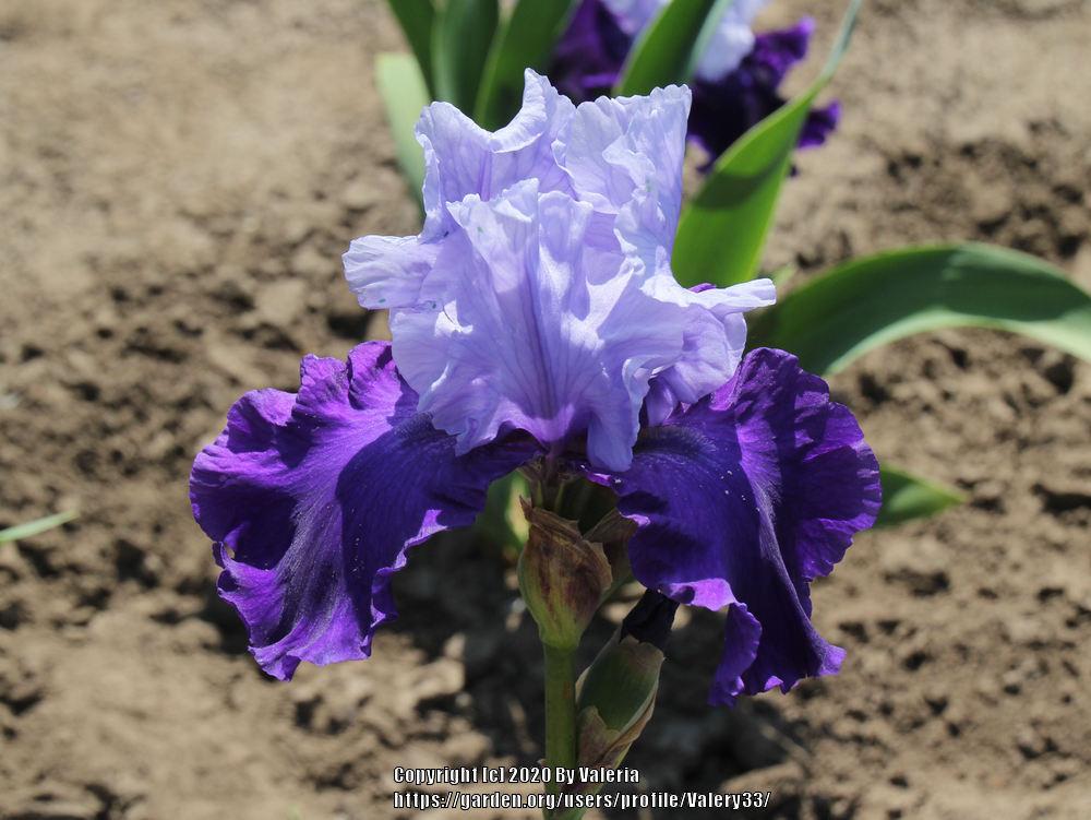 Photo of Tall Bearded Iris (Iris 'Overnight Sensation') uploaded by Valery33