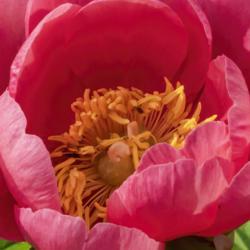 Location: Peony Garden at Nichols Arboretum, Ann Arbor, Michigan
Date: 2019-06-18
Yellow filaments support the anthers.  The carpels are pale green