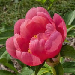 Location: Peony Garden at Nichols Arboretum, Ann Arbor, Michigan
Date: 2019-06-18
Blooms keep a cupped shape throughout most of their lives