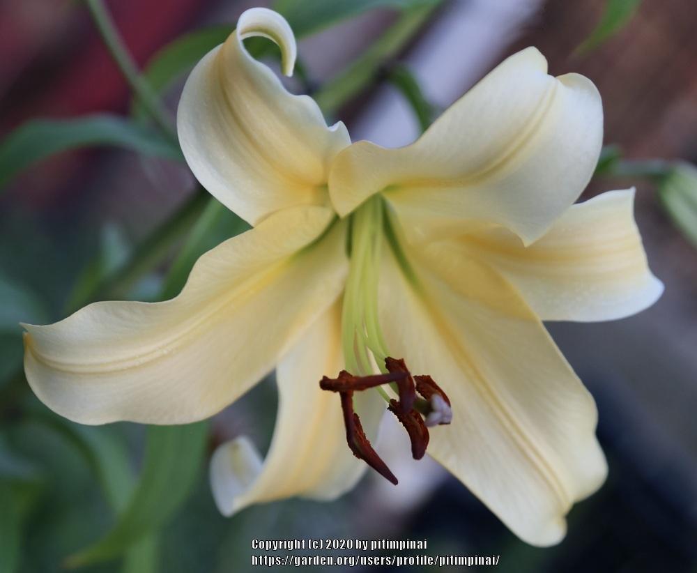 Photo of Lily (Lilium 'Orania') uploaded by pitimpinai