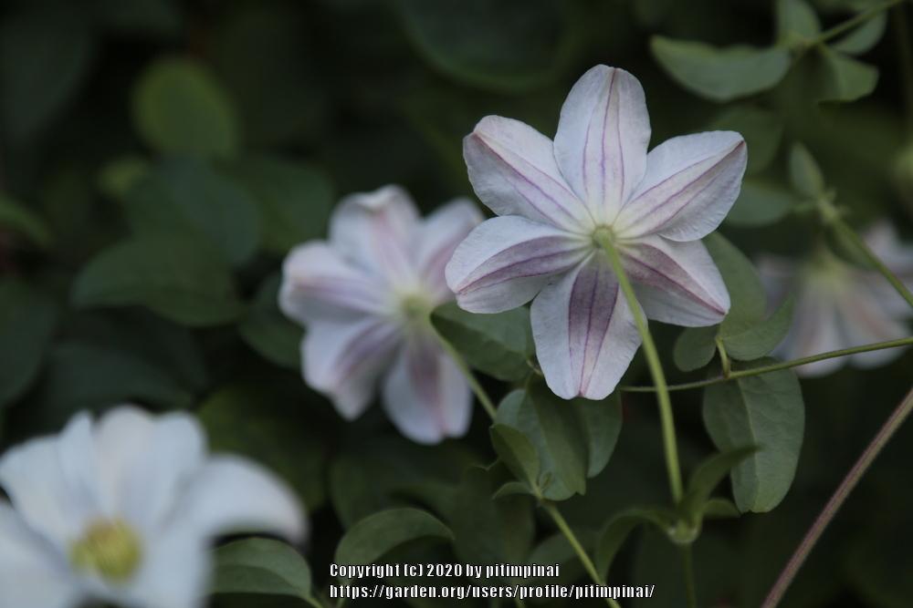 Photo of Clematis (Clematis viticella 'Huldine') uploaded by pitimpinai