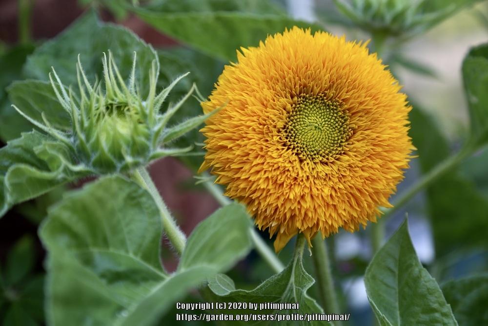 Photo of Dwarf Sunflower (Helianthus annuus 'Teddy Bear') uploaded by pitimpinai