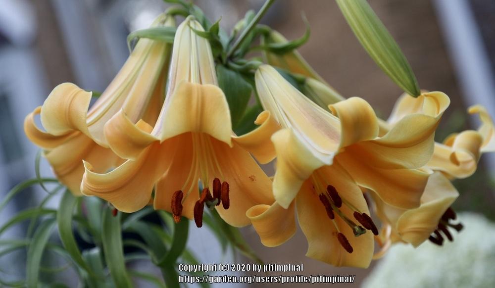 Photo of Lily (Lilium African Queen) uploaded by pitimpinai