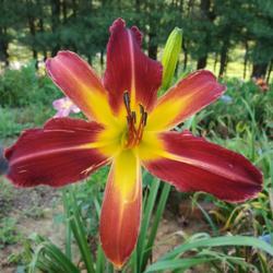 Location: Garden of Chris Massengill
Date: 07/06/2020
bloom with streaks of broke color