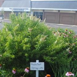 Location: Wayne, Pennsylvania
Date: 2020-07-05
shrub in bloom with home-made sign