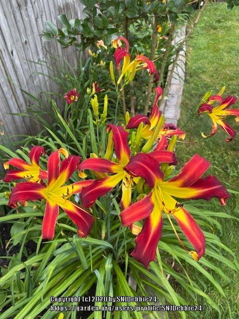 Photo of Daylily (Hemerocallis 'Red Ribbons') uploaded by SNJDebbie24
