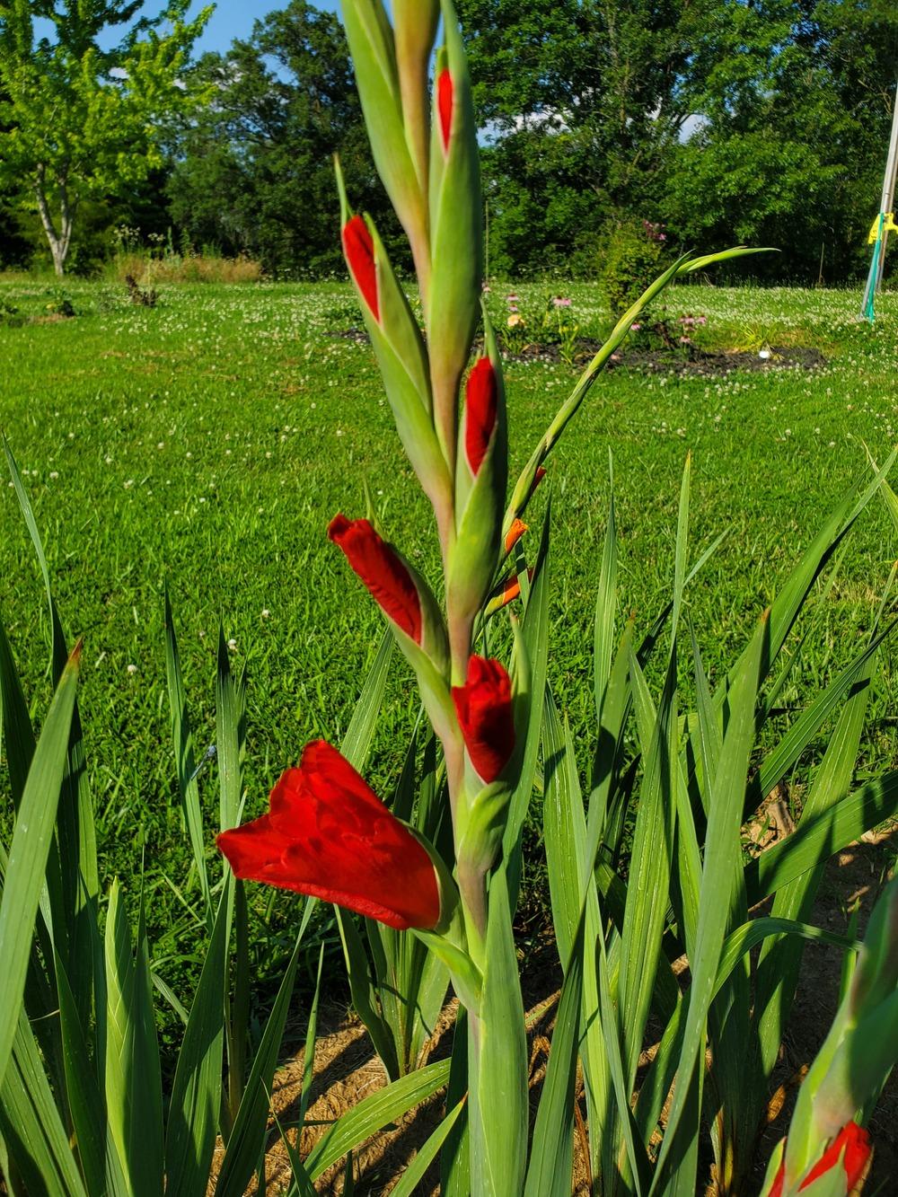 Photo of Hybrid Gladiola (Gladiolus 'Traderhorn') uploaded by Topdecker