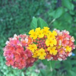 Location: Mooresville, NC
Date: 2020-07-06
I love the beautiful color variations of this lantana's blooms!