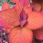I love the rusty colored foliage of this variety.