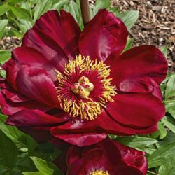 Location: Peony Garden at Nichols Arboretum, Ann Arbor, Michigan
Date: 2019-06-02
The blooms are most striking when the stamens fall outward on the