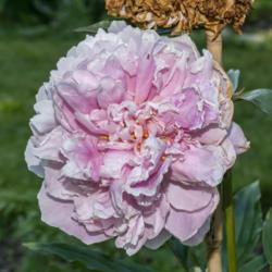Location: Peony Garden at Nichols Arboretum, Ann Arbor, Michigan
Date: 2019-06-23
An aging bloom whose guard petals are beginning to curl and turn 