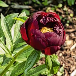 Location: Peony Garden at Nichols Arboretum, Ann Arbor, Michigan
Date: 2019-05-31
Buds look especially dark when seen next to the relatively pale f
