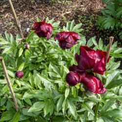 Location: Peony Garden at Nichols Arboretum, Ann Arbor, Michigan
Date: 2019-06-02
A very young plant (planted fall 2017; photographed 2019).  Compa