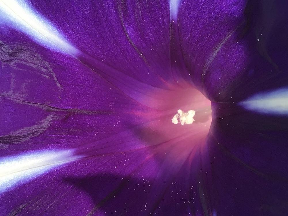 Photo of Japanese Morning Glory (Ipomoea nil) uploaded by gardenfish