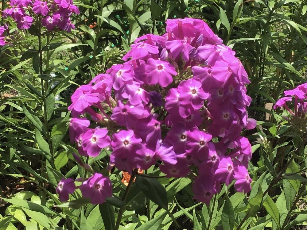 Photo of Phloxes (Phlox) uploaded by gardenfish
