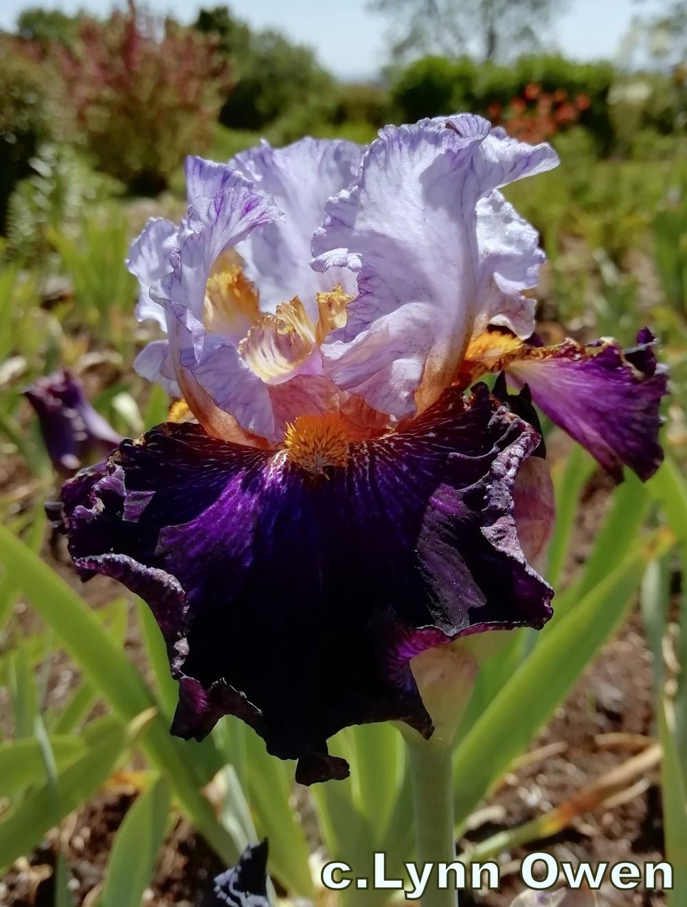 Photo of Tall Bearded Iris (Iris 'Opening Number') uploaded by lovemyhouse