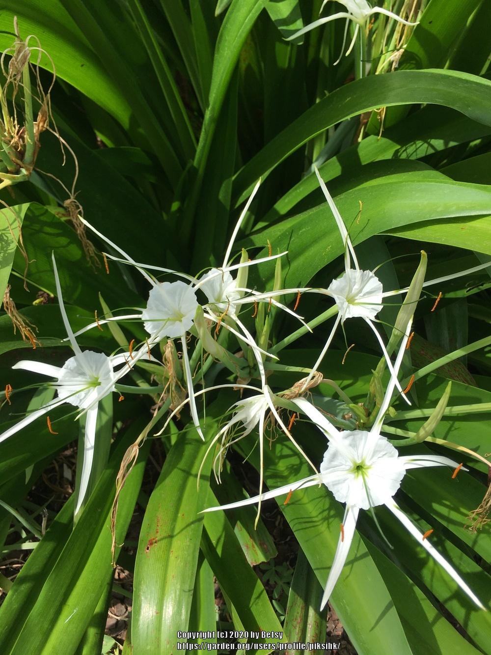 Photo of Spider Lilies (Hymenocallis) uploaded by piksihk