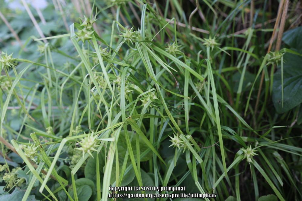 Photo of Morning Star Sedge (Carex grayi) uploaded by pitimpinai