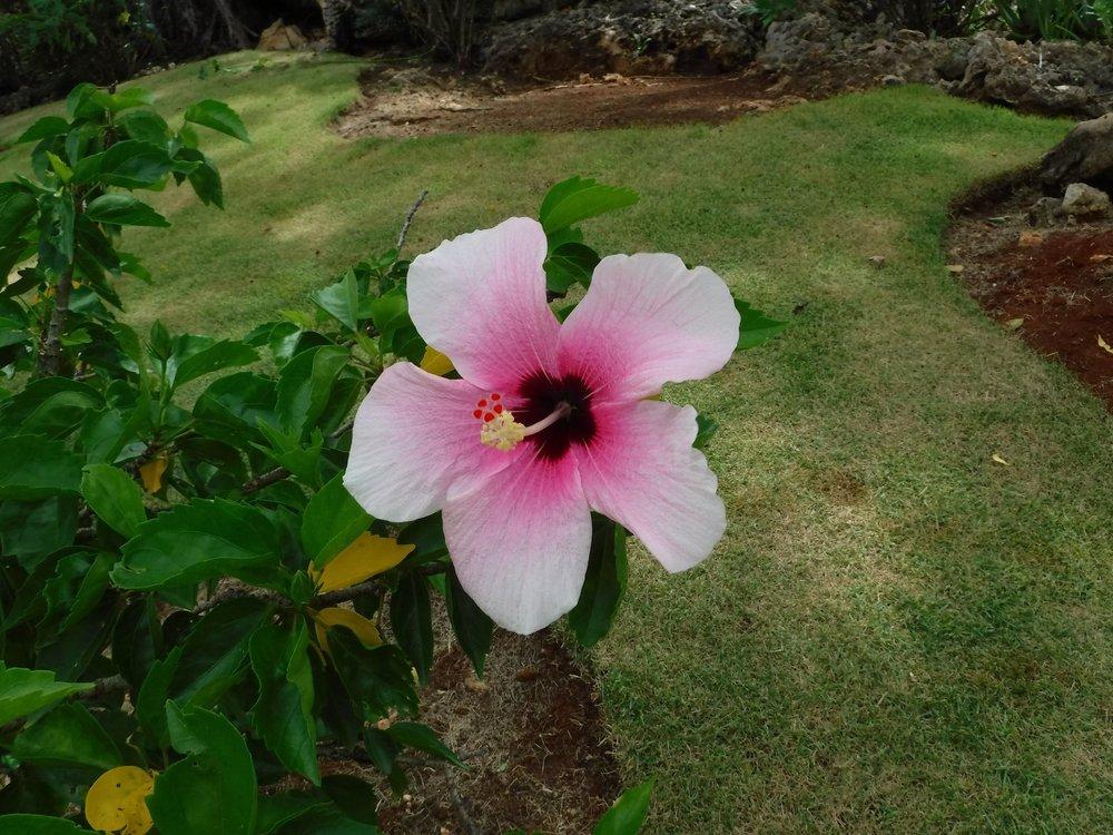 Photo of Hibiscus uploaded by pixie62560