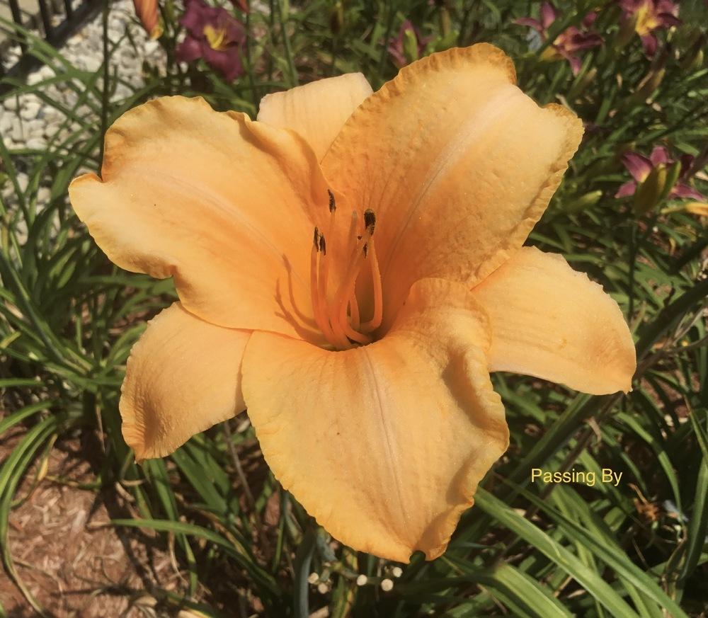 Photo of Daylily (Hemerocallis 'Passing By') uploaded by KYgal