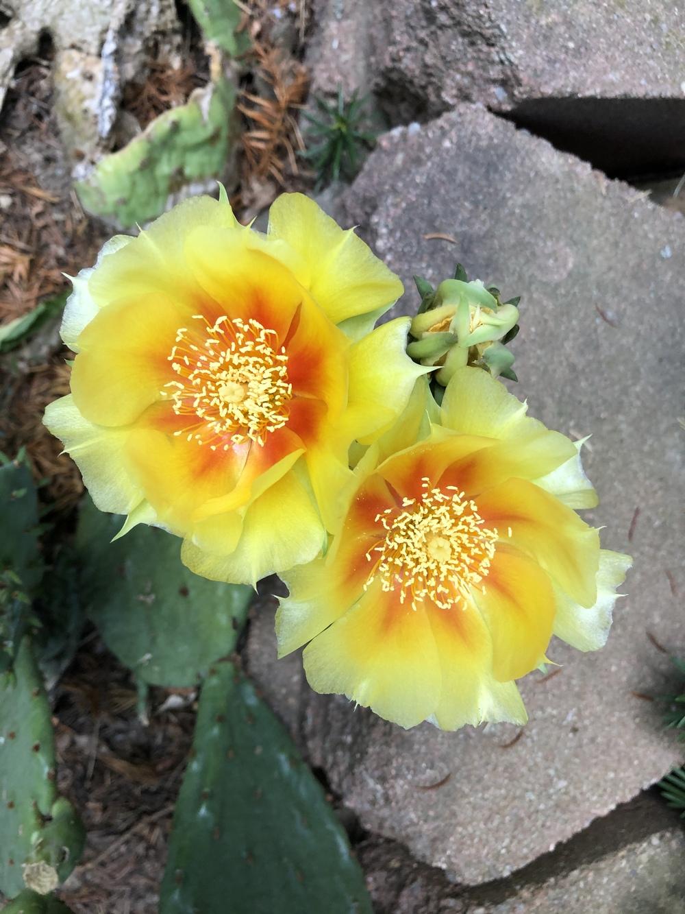 Photo of Eastern Prickly Pear (Opuntia humifusa) uploaded by Lucichar