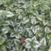 I love the foliage of this vine!  It is a prolific groundcover.