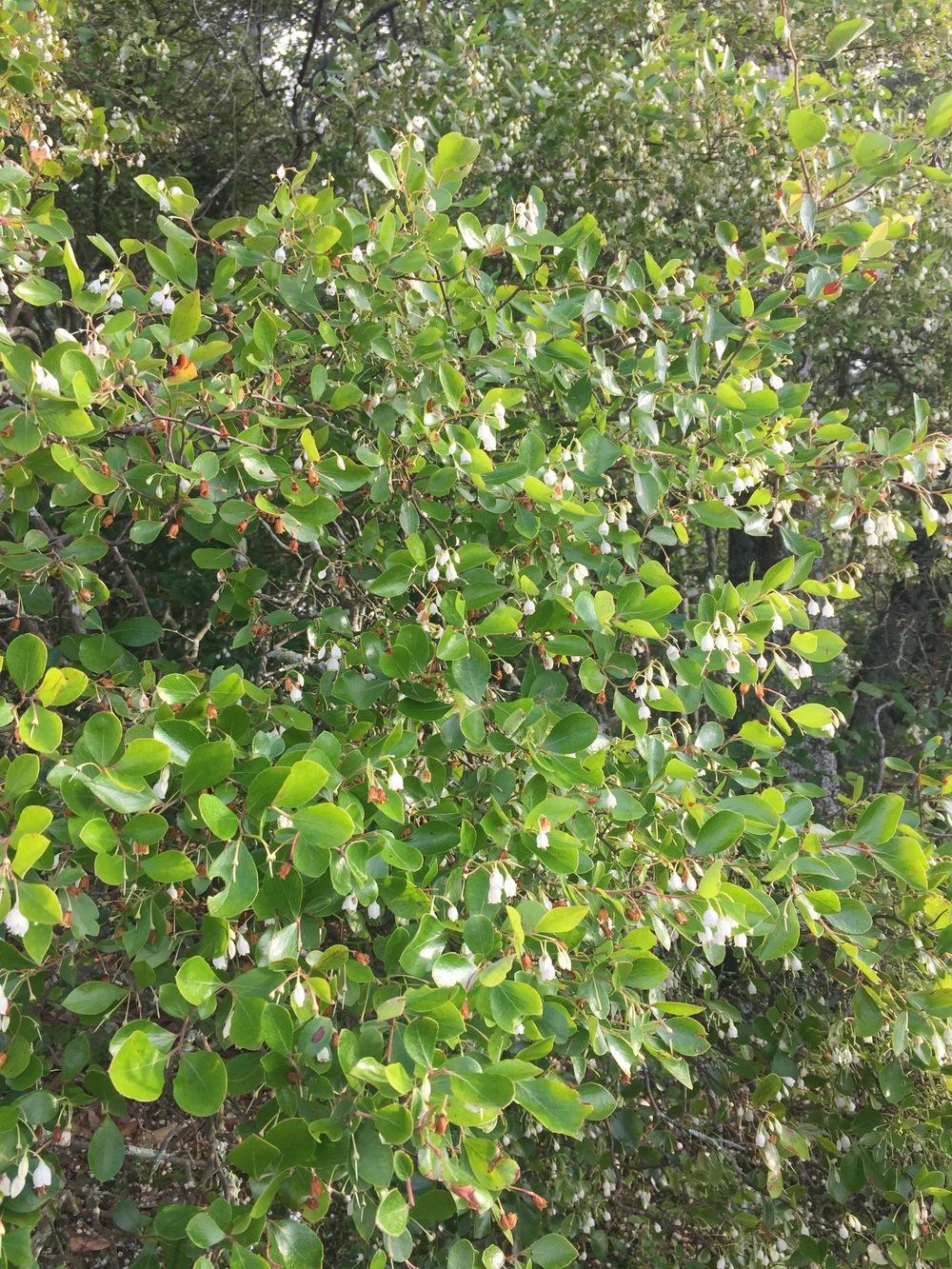 Photo of Farkleberry (Vaccinium arboreum) uploaded by WhistlingWisteria