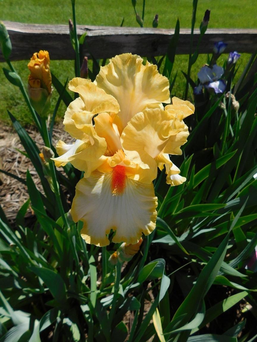 Photo of Tall Bearded Iris (Iris 'Champagne Waltz') uploaded by gardenglassgems
