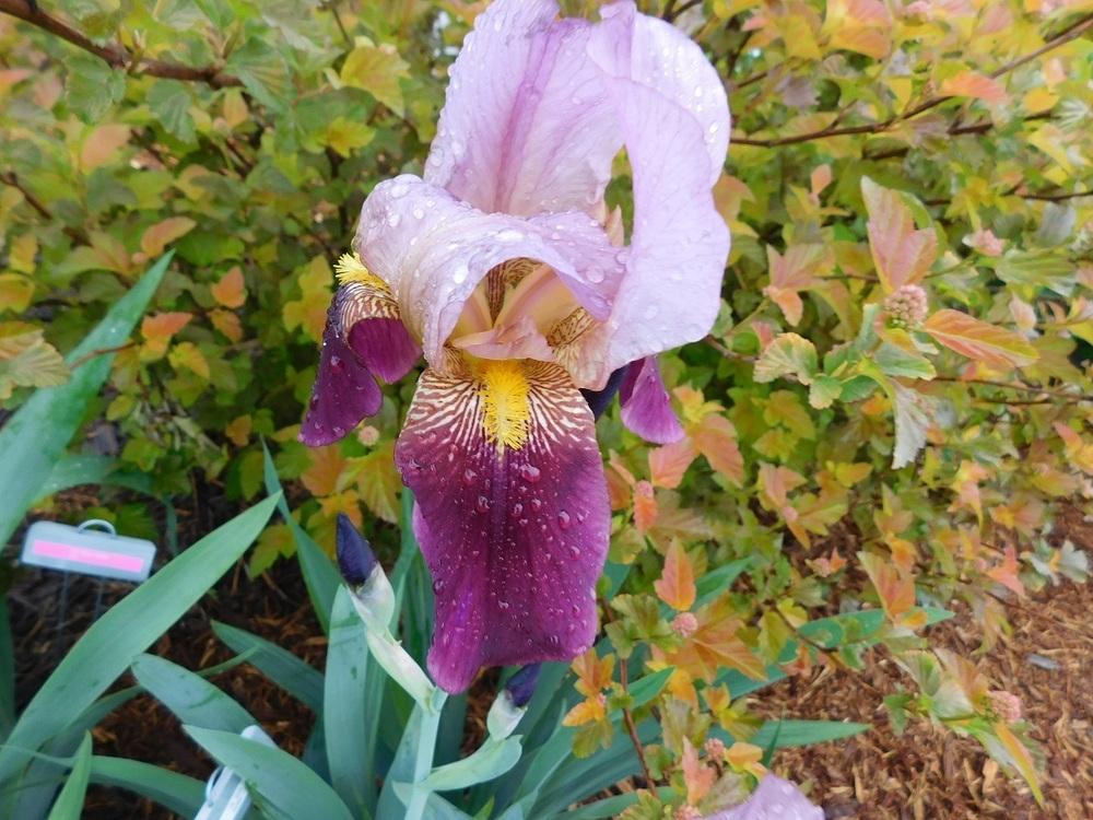 Photo of Tall Bearded Iris (Iris 'Indian Chief') uploaded by gardenglassgems