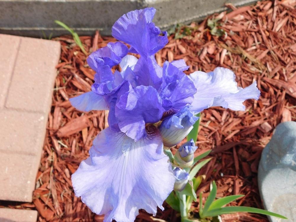 Photo of Tall Bearded Iris (Iris 'Missouri Mist') uploaded by gardenglassgems