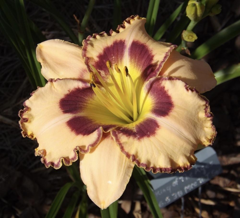 Photo of Daylily (Hemerocallis 'King of the Ages') uploaded by Curlycollards