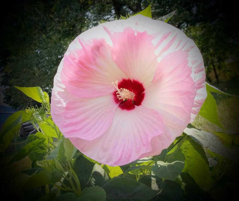 Photo of Hibiscus uploaded by JayZeke