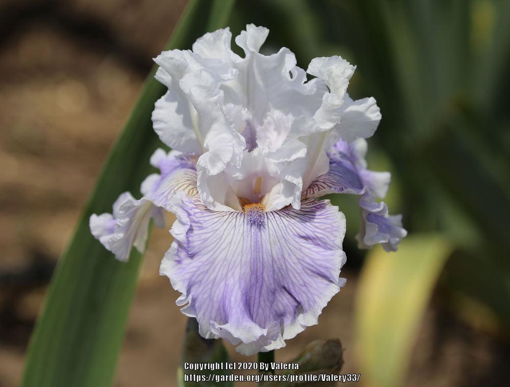 Photo of Tall Bearded Iris (Iris 'Gallic Softness') uploaded by Valery33