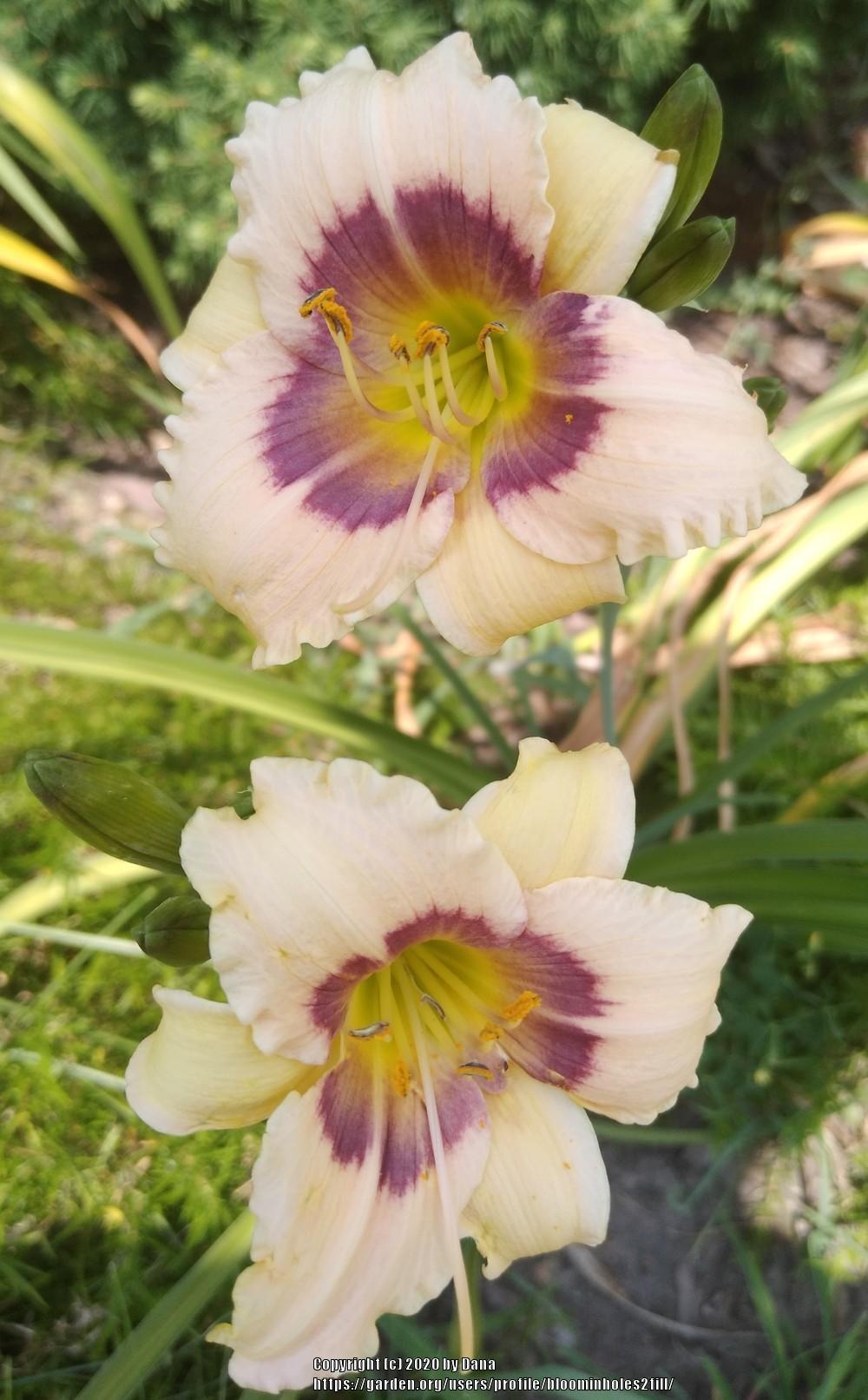 Photo of Daylily (Hemerocallis 'Siloam Fairy Tale') uploaded by bloominholes2fill