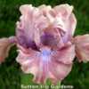 Image courtesy of Sutton Iris Gardens. All rights reserved.