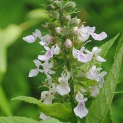 Location: Downingtown, Pennsylvania
Date: 2020-07-08
close-up of lower flower spike-like cluster