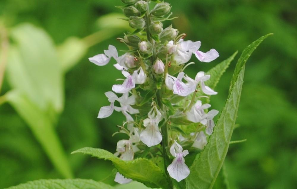 Photo of American Germander (Teucrium canadense) uploaded by ILPARW